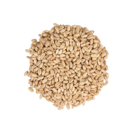 Malta de Trigo(Maltiers)-(Saco 25 Kg)